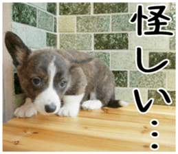 MIEDOG Welsh Corgi Cardigan sticker 3 sticker #14159341
