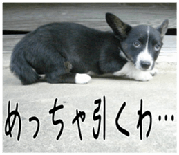 MIEDOG Welsh Corgi Cardigan sticker 3 sticker #14159342