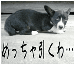 MIEDOG Welsh Corgi Cardigan sticker 3 sticker #14159342