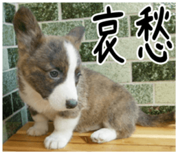 MIEDOG Welsh Corgi Cardigan sticker 3 sticker #14159343