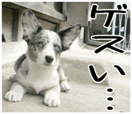 MIEDOG Welsh Corgi Cardigan sticker 3 sticker #14159344