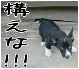 MIEDOG Welsh Corgi Cardigan sticker 3 sticker #14159345