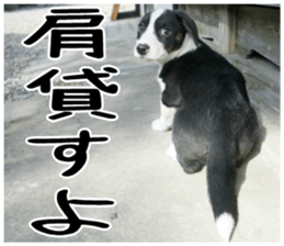 MIEDOG Welsh Corgi Cardigan sticker 3 sticker #14159348