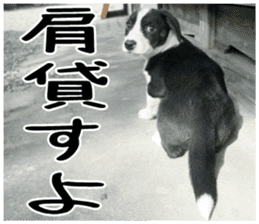 MIEDOG Welsh Corgi Cardigan sticker 3 sticker #14159348