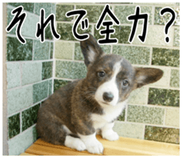 MIEDOG Welsh Corgi Cardigan sticker 3 sticker #14159349