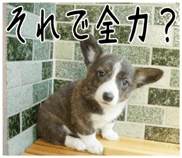 MIEDOG Welsh Corgi Cardigan sticker 3 sticker #14159349