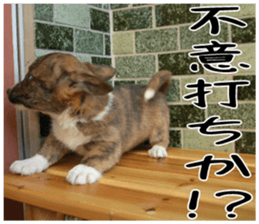 MIEDOG Welsh Corgi Cardigan sticker 3 sticker #14159350