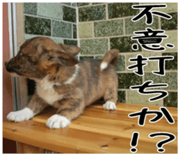 MIEDOG Welsh Corgi Cardigan sticker 3 sticker #14159350