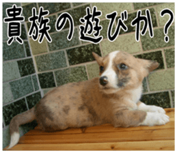 MIEDOG Welsh Corgi Cardigan sticker 3 sticker #14159351