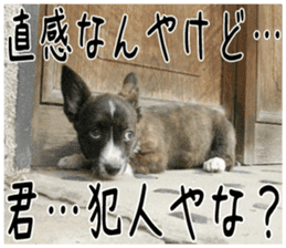 MIEDOG Welsh Corgi Cardigan sticker 3 sticker #14159354