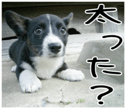 MIEDOG Welsh Corgi Cardigan sticker 3 sticker #14159355