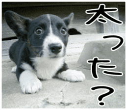 MIEDOG Welsh Corgi Cardigan sticker 3 sticker #14159355