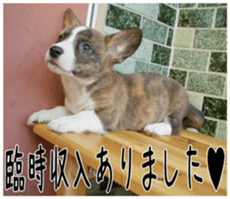 MIEDOG Welsh Corgi Cardigan sticker 3 sticker #14159356