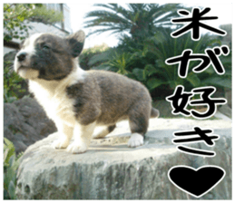 MIEDOG Welsh Corgi Cardigan sticker 3 sticker #14159357