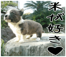 MIEDOG Welsh Corgi Cardigan sticker 3 sticker #14159357