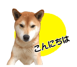 A-chan of Shibainu 3(Greeting) sticker #14159543