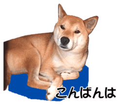 A-chan of Shibainu 3(Greeting) sticker #14159544