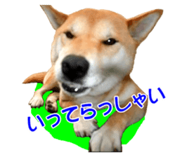 A-chan of Shibainu 3(Greeting) sticker #14159545