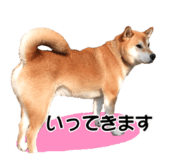 A-chan of Shibainu 3(Greeting) sticker #14159546