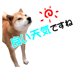 A-chan of Shibainu 3(Greeting) sticker #14159547