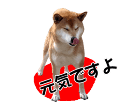 A-chan of Shibainu 3(Greeting) sticker #14159548