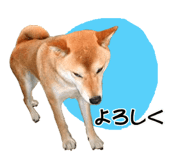 A-chan of Shibainu 3(Greeting) sticker #14159552