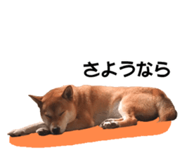 A-chan of Shibainu 3(Greeting) sticker #14159553