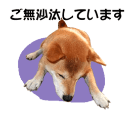 A-chan of Shibainu 3(Greeting) sticker #14159555