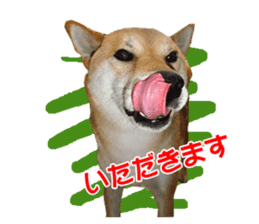 A-chan of Shibainu 3(Greeting) sticker #14159556