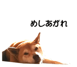 A-chan of Shibainu 3(Greeting) sticker #14159557