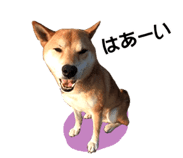A-chan of Shibainu 3(Greeting) sticker #14159558