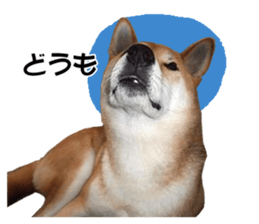 A-chan of Shibainu 3(Greeting) sticker #14159559