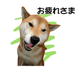 A-chan of Shibainu 3(Greeting) sticker #14159562