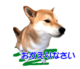 A-chan of Shibainu 3(Greeting) sticker #14159565