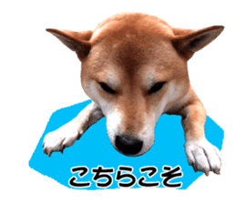 A-chan of Shibainu 3(Greeting) sticker #14159567