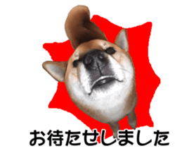 A-chan of Shibainu 3(Greeting) sticker #14159568