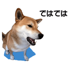 A-chan of Shibainu 3(Greeting) sticker #14159570
