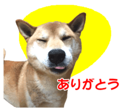 A-chan of Shibainu 3(Greeting) sticker #14159571