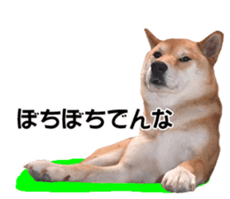 A-chan of Shibainu 3(Greeting) sticker #14159574