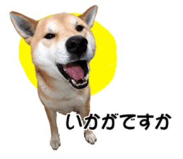 A-chan of Shibainu 3(Greeting) sticker #14159576