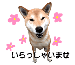 A-chan of Shibainu 3(Greeting) sticker #14159577