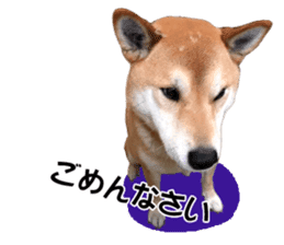 A-chan of Shibainu 3(Greeting) sticker #14159578