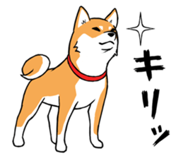 Shiba's Feelings red and black sticker #14161010