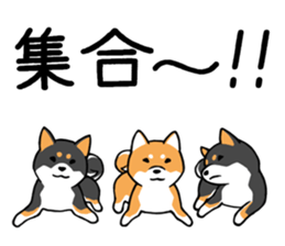 Shiba's Feelings red and black sticker #14161029