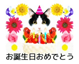 Animation Photo Sticker!Cat&Lovebird sticker #14163256