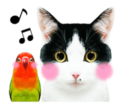 Animation Photo Sticker!Cat&Lovebird sticker #14163262