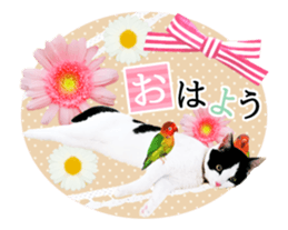 Animation Photo Sticker!Cat&Lovebird sticker #14163265
