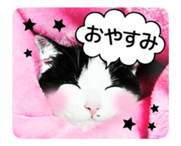 Animation Photo Sticker!Cat&Lovebird sticker #14163266