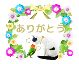 Animation Photo Sticker!Cat&Lovebird sticker #14163267