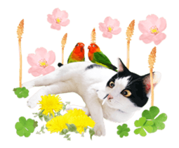 Animation Photo Sticker!Cat&Lovebird sticker #14163269